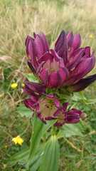 Gentiana pannonica