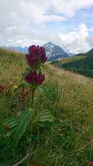 Gentiana pannonica