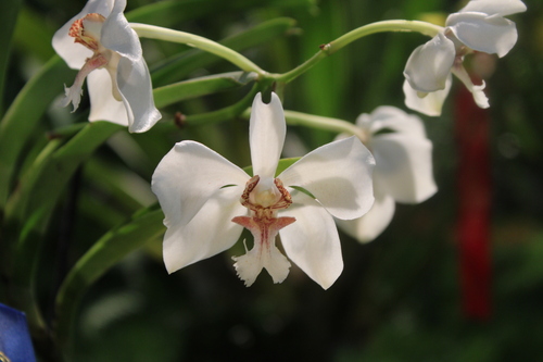 Barnesii Orchid