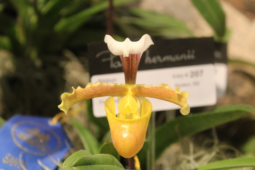 Herrmannii Slipper Orchid