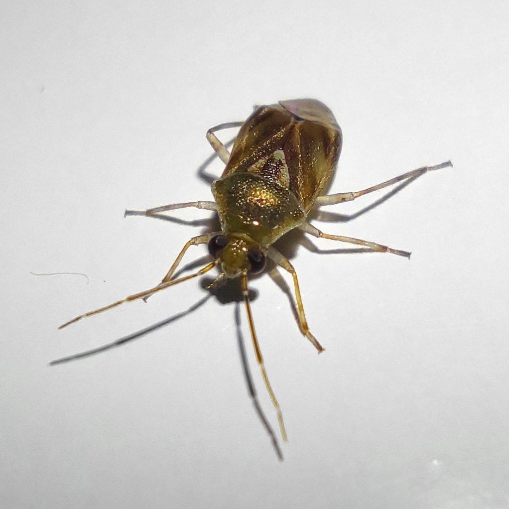 Tropidosteptes lineatus