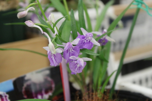 Ponerorchis graminifolia iNat (3)