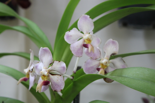 Stinking Vanda