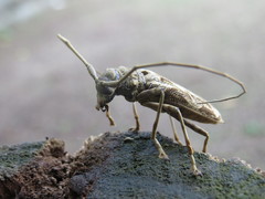 Macropophora accentifer
