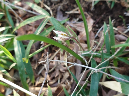 Image of Amana edulis by (c) FUKUDA Kazuhito 福田一人, some rights reserved (CC BY)
