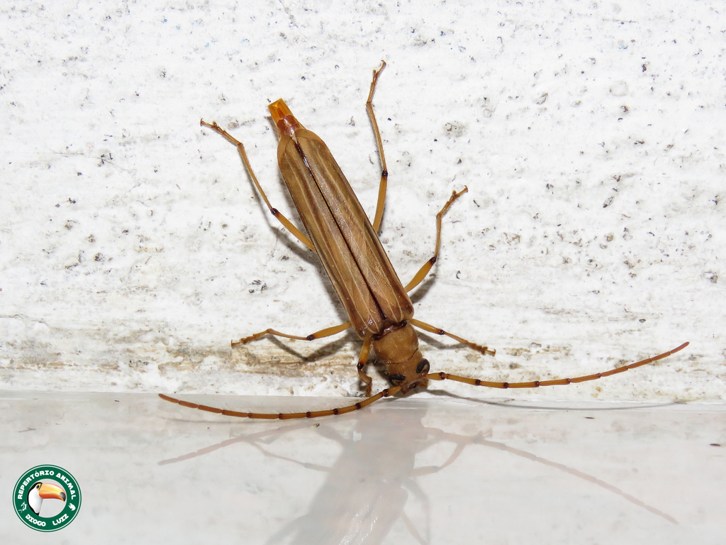 Malacopterus pavidus