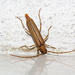 Malacopterus pavidus - Photo (c) Diogo Luiz, some rights reserved (CC BY-SA), uploaded by Diogo Luiz