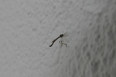 Leptogaster subtilis