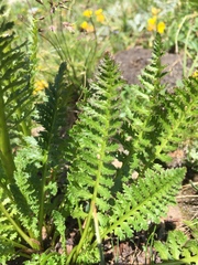 Pedicularis rostratospicata