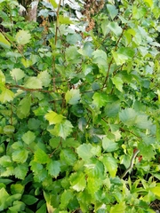 Crataegus flabellata