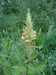 Pedicularis procera