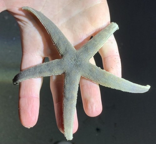 Gray Sea Star photographed in North Carolina