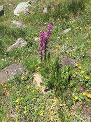 Pedicularis rostratospicata
