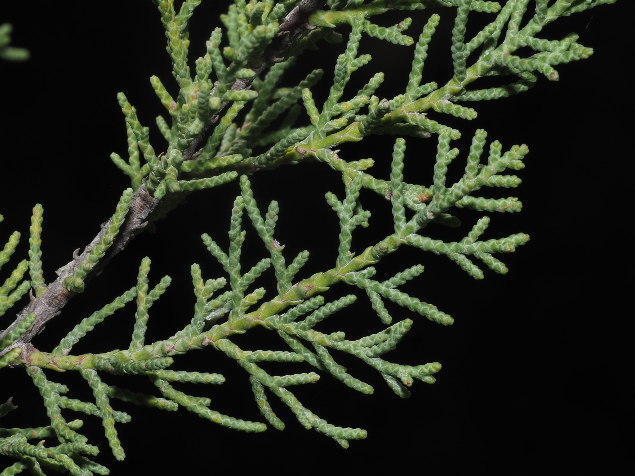 Hesperocyparis forbesii
