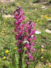 Pedicularis rostratospicata