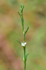 Polygonum douglasii ssp. johnstonii
