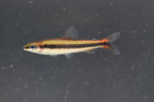 Small African darter (Nannocharax parvus) — Distichodontidae — 5