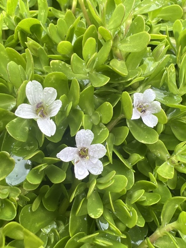 Bacopa monnieri observed 2025-03-09