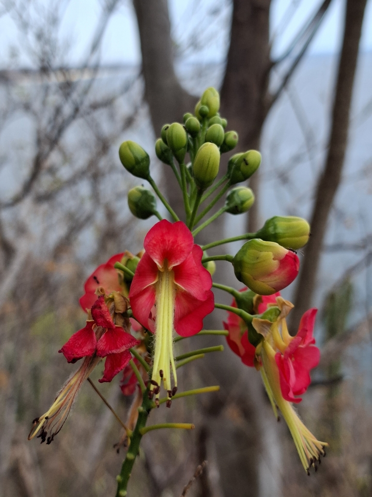 Erythrostemon coccineus