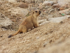 Marmota caudata