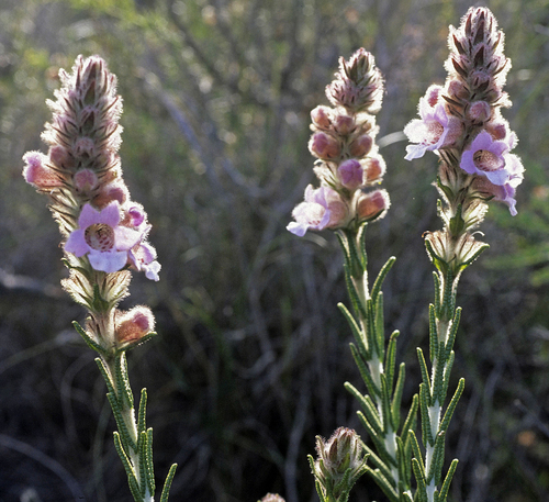 Hemiphora bartlingii (Lehm.) B.J.Conn & Henwood