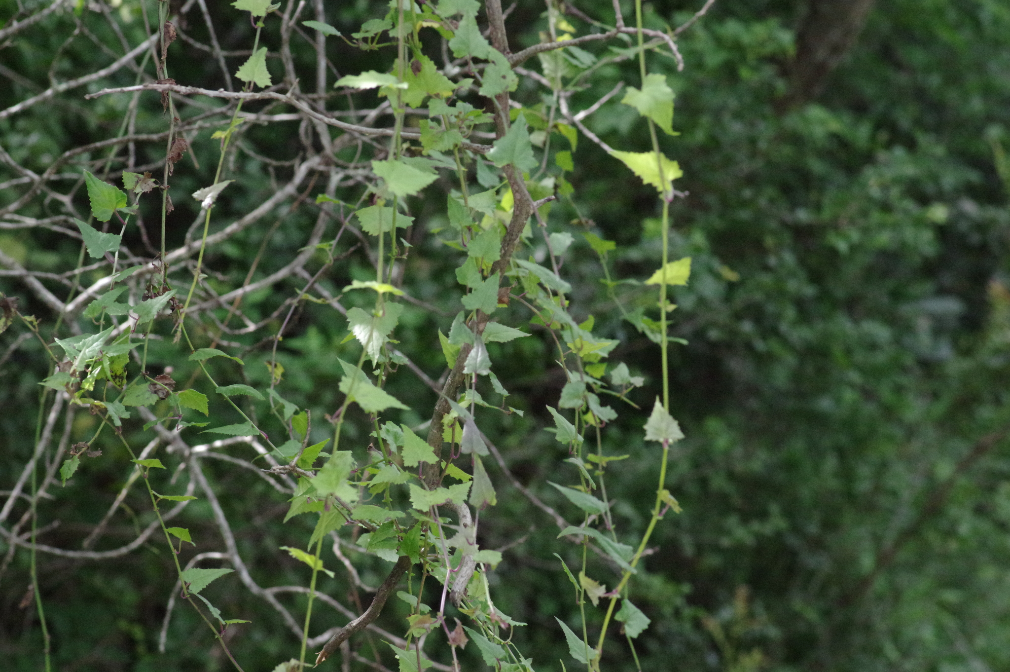 Imagem de Flor-das-almas