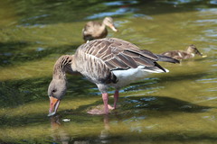 Anser anser