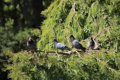 Columba livia