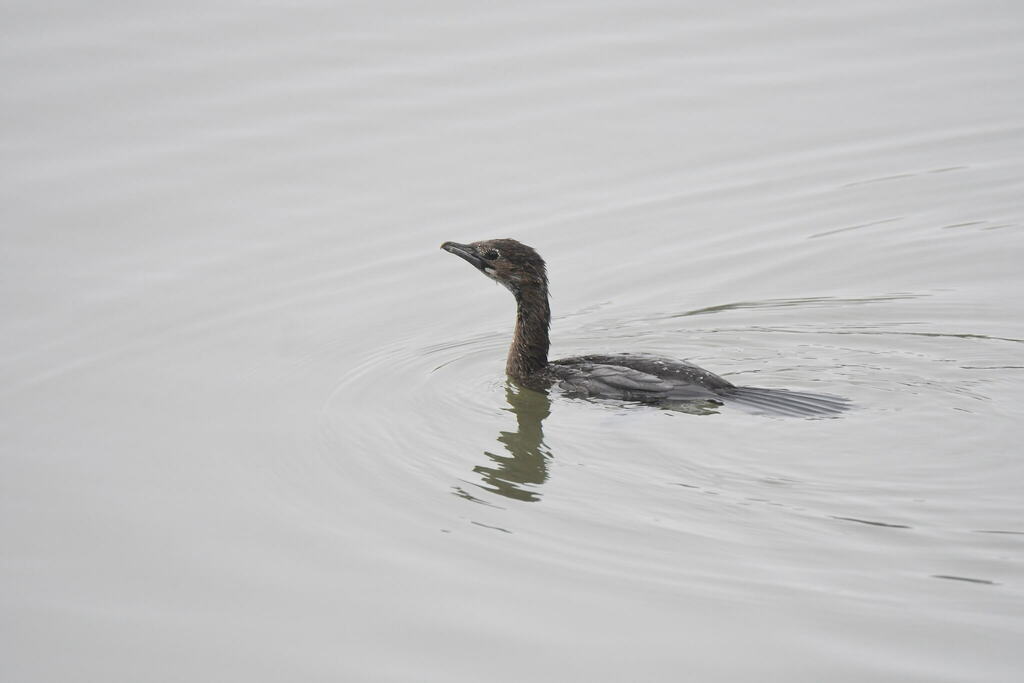 Pygmy cormorant swimming low in calm water