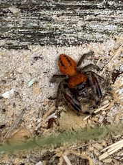 Phidippus pius