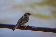 Passer domesticus