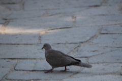 Streptopelia decaocto
