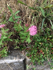 Spiraea