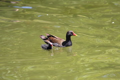 Gallinula chloropus
