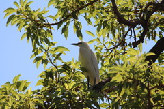 Bubulcus ibis