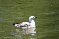 Larus michahellis