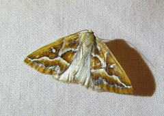 Caripeta angustiorata