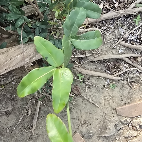 Image of Tetrastigma formosanum by (c) 黃其君, some rights reserved (CC BY)