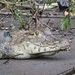 Caiman crocodilus - Photo (c) ramos_r, osa oikeuksista pidätetään (CC BY-NC)