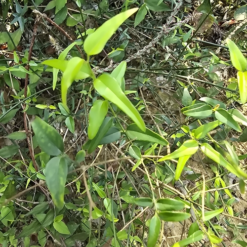 Image of Jasminum nervosum by (c) 黃其君, some rights reserved (CC BY)