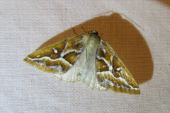 Caripeta angustiorata