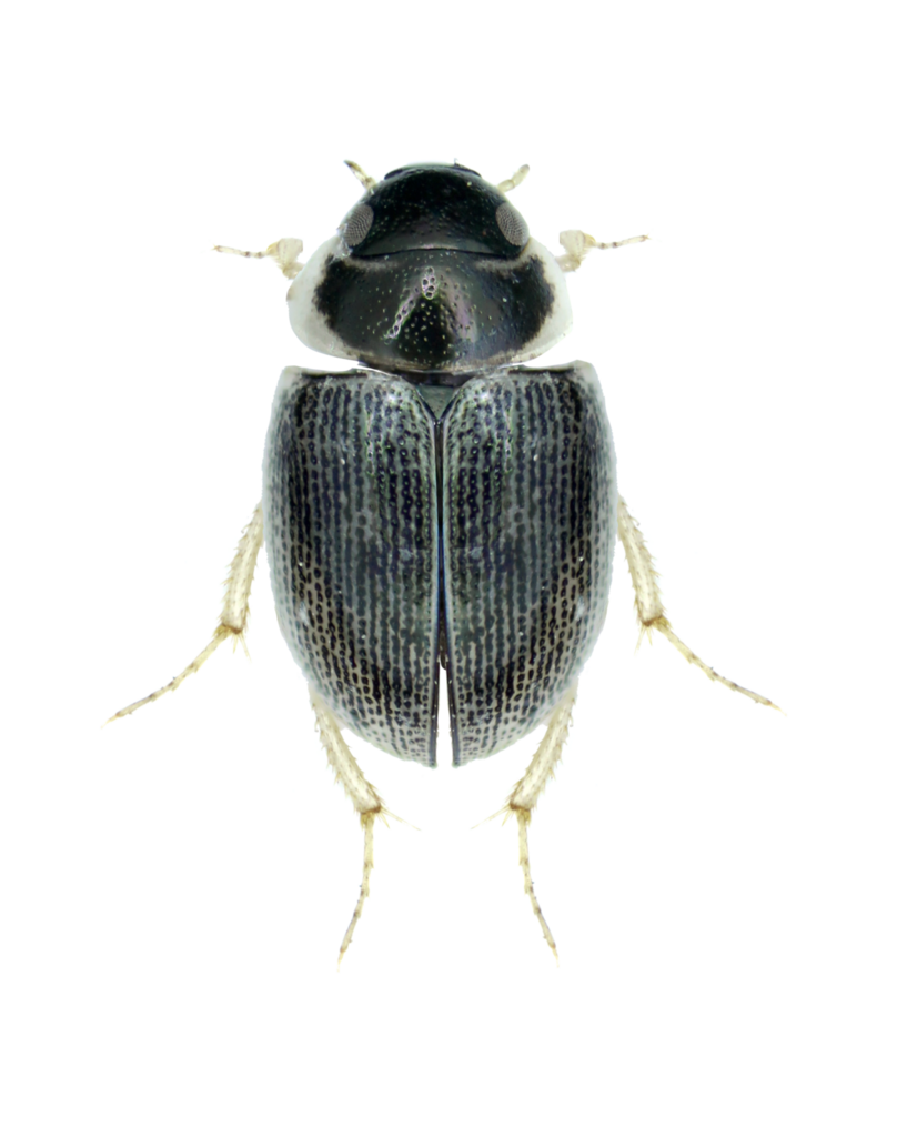 Laccobius gracilis