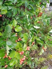 Crataegus flabellata