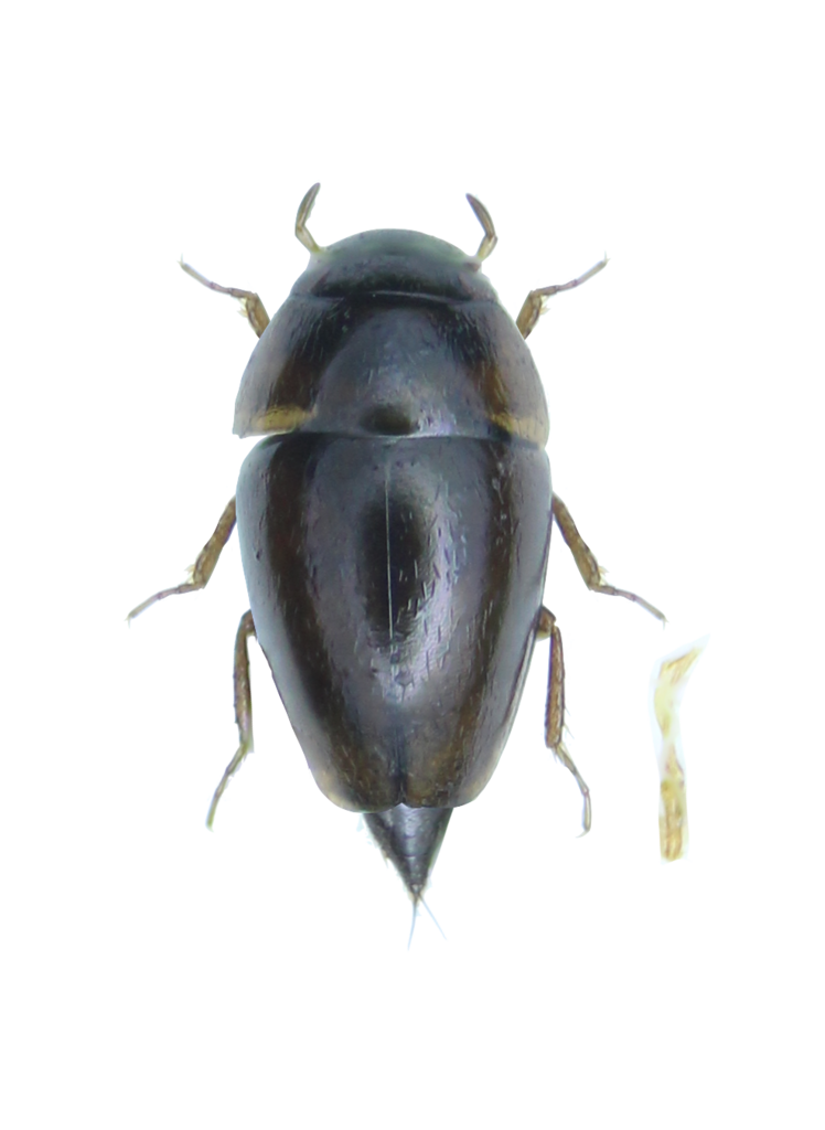 Limnebius atomus