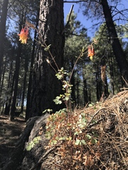 Aquilegia desertorum