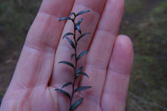 Gaultheria macrostigma