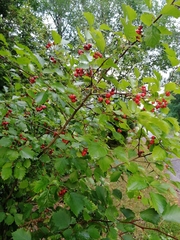 Crataegus flabellata