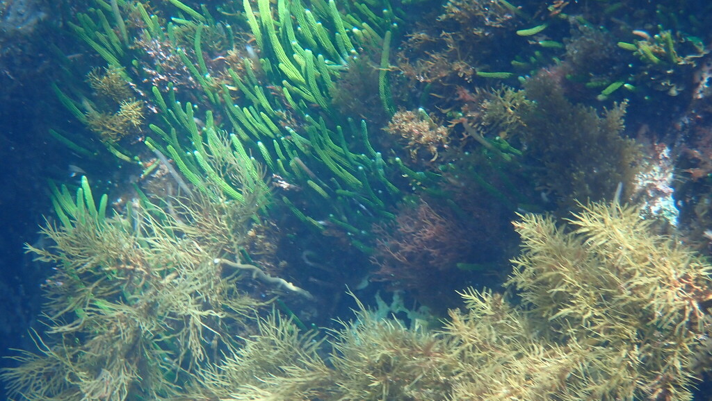 Sea Rimu from Kangaroo Island, AU-SA, AU on January 8, 2025 at 01:46 PM ...