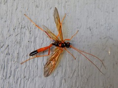 Opheltes glaucopterus barberi