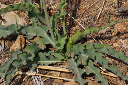Scorzonera sinensis